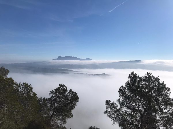 El camino del «pájaro» 2020